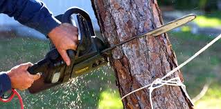 Pest Control for Lawns in Hillside Lake, NY