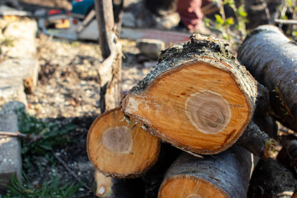 How Our Tree Care Process Works  in  Hillside Lake, NY