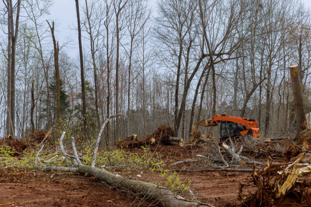 Lawn Renovation and Restoration in Hillside Lake, NY