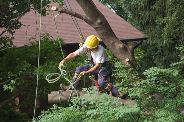 Hillside Lake, NY Tree Care Company