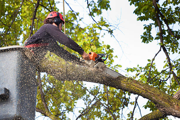 How Our Tree Care Process Works  in  Hillside Lake, NY