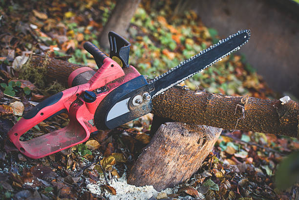 Trusted Hillside Lake, NY Tree Care Experts